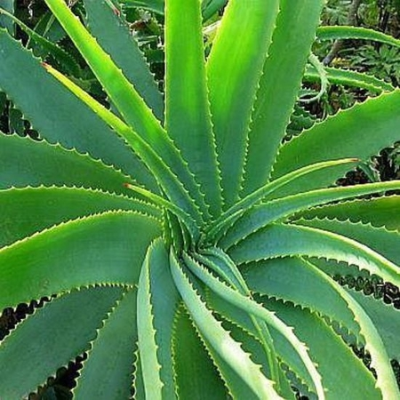 Aloe Vera Oil 1